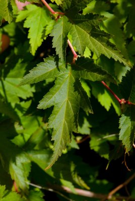 Stephanandra incisa - korunatka klaná - list